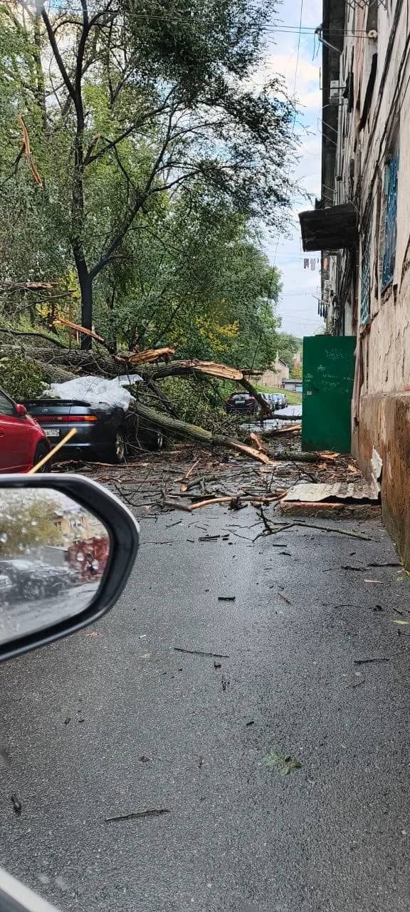 Упавшее дерево раздавило припаркованный автомобиль на Заводской, 10