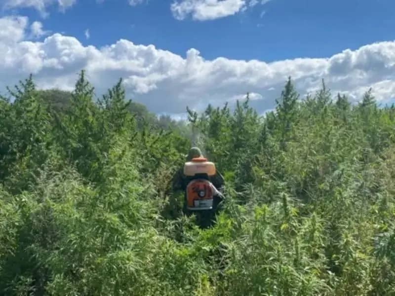 Полицейские уничтожили 18 тысяч кустов