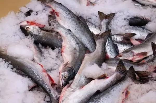Рыба на Дальнем Востоке подорожала на 97% с начала года