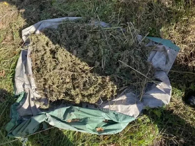 В Приморье у жителя Хорольского округа изъяли 9 кг конопли