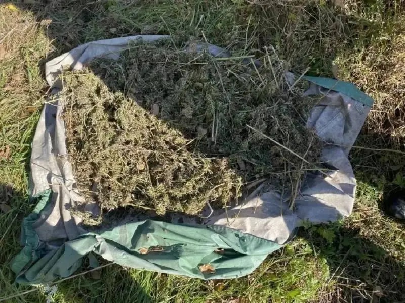В Приморье у жителя Хорольского округа изъяли 9 кг конопли