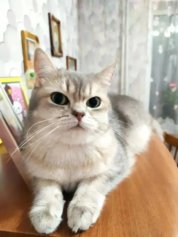 В Находке ищут кота, выпрыгнувшего из машины