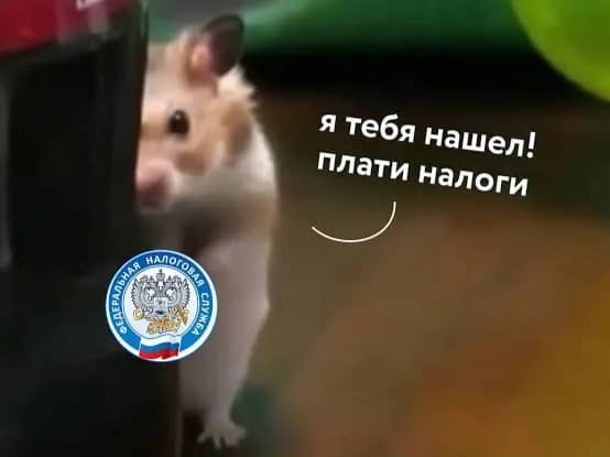 Налоговые поступления в Приморье выросли на 20,5% с начала года